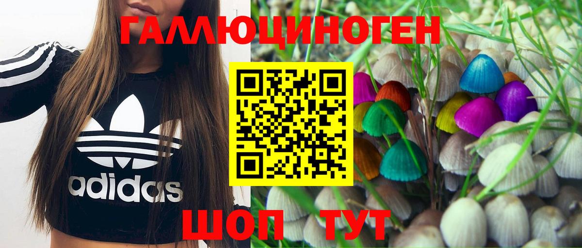 Галлюциногенные грибы Psilocybine cubensis Пятигорск